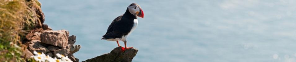 Puffin on a Perch